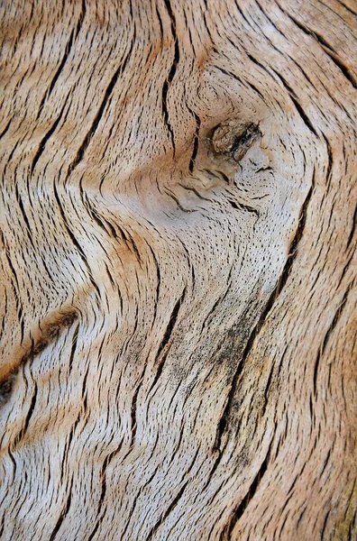 Primo Piano Colpo Corteccia Albero Con Modelli Interessanti — Foto Stock