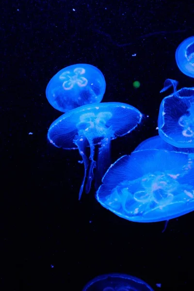 The moon jellyfish underwater on a dark background