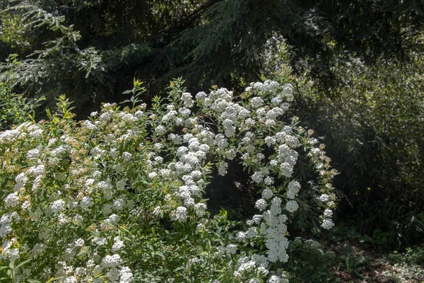 Bílé Květy Lese Pod Stromem — Stock fotografie