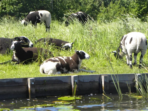 草の上に横たわる黒羊と白羊の風景 — ストック写真