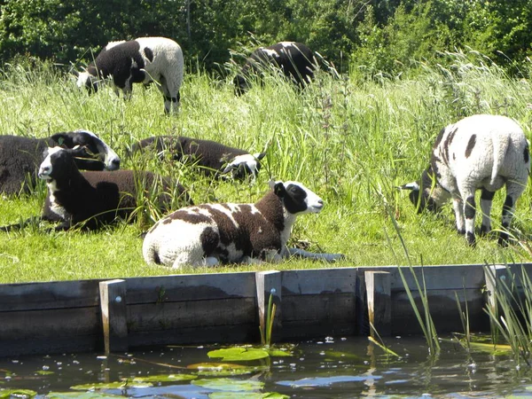 Ett Landskap Svarta Och Vita Får Som Ligger Gräset — Stockfoto