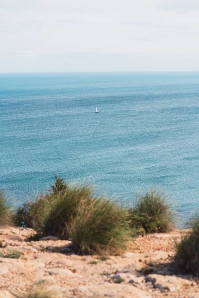 Μια Κάθετη Λήψη Της Βελανιδιάς Της Θάλασσας Στη Santa Pola — Φωτογραφία Αρχείου
