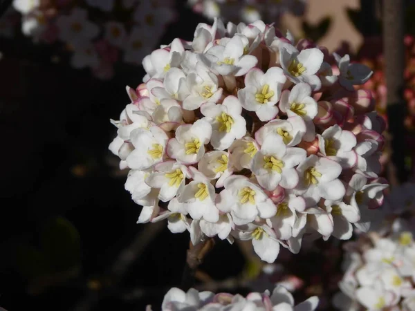 Снимок Красивых Белолепестковых Цветков Гипноза Саду — стоковое фото