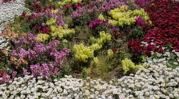 Uma Vista Close Flores Plantas Coloridas Jardim — Fotografia de Stock