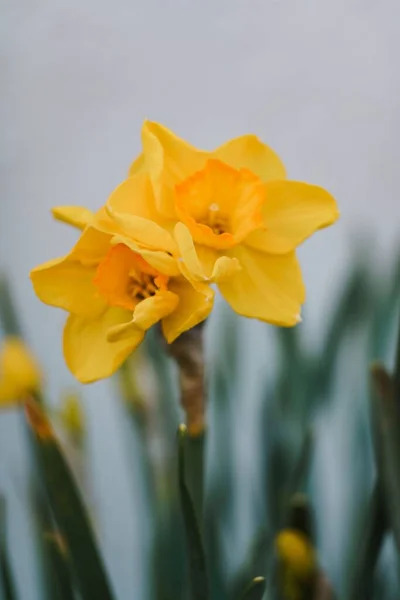 在模糊的背景上 一道明亮而生动的黄色水仙花的垂直特写镜头 — 图库照片