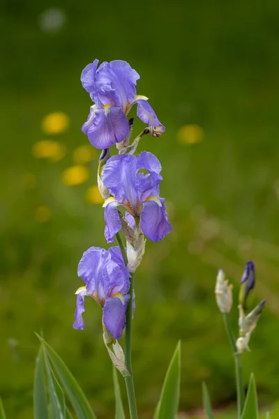 Svislé Selektivní Ostření Záběru Modré Duhovky Květiny — Stock fotografie