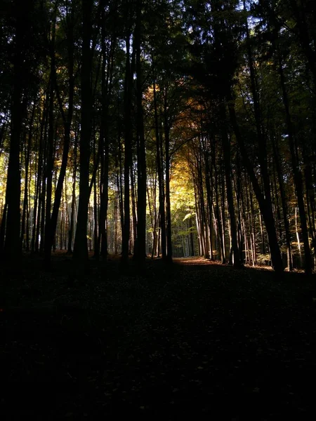 Tiro Bonito Vertical Uma Floresta Sombreada Ótimo Para Papéis Parede — Fotografia de Stock