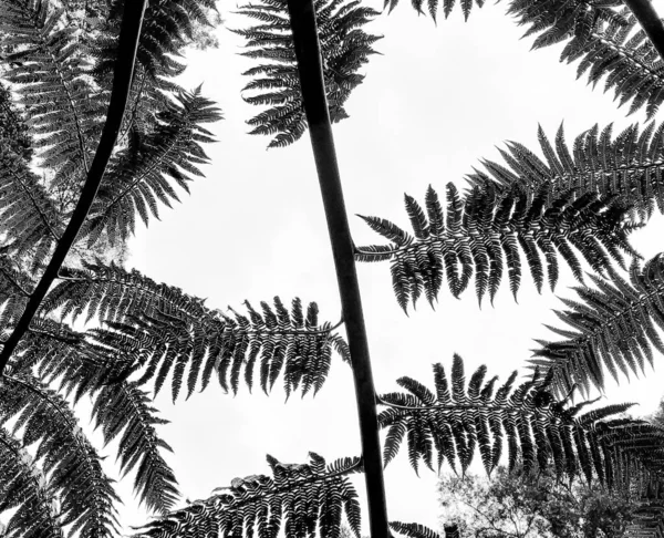 Een Grijswaarden Opname Van Een Prachtig Attalea Speciosa Loof — Stockfoto