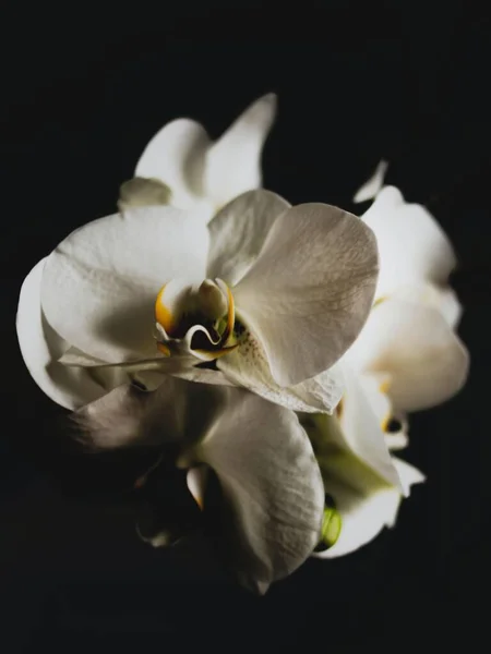 Eine Overhead Aufnahme Einer Weißen Orchideenblume Isoliert Auf Schwarzem Hintergrund — Stockfoto