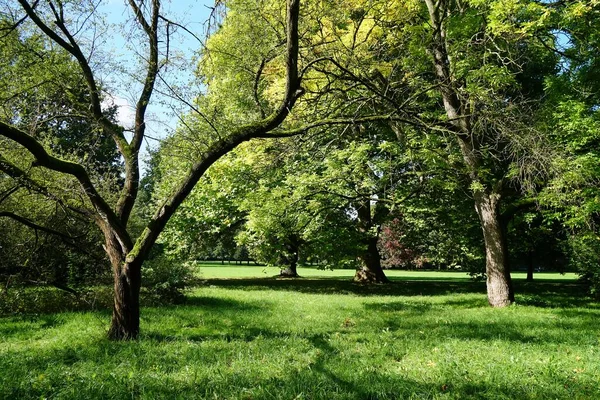 Vackra Gröna Träden Fångade Gräsbevuxna Fältet Soliga — Stockfoto