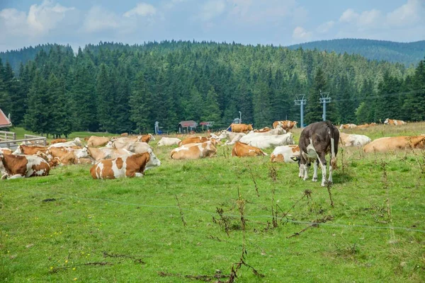 Stádo Krav Které Leží Pasou Travnatých Pastvinách Farmě — Stock fotografie