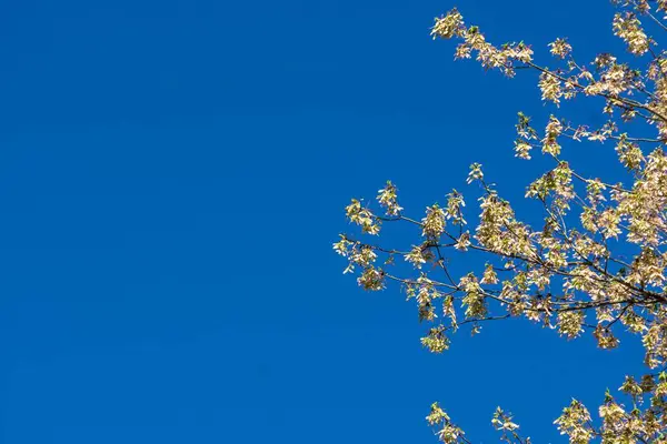 아래아름다운 벚꽃의 — 스톡 사진