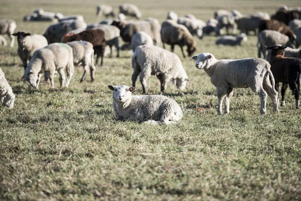 Cute Sheep Grazing Grass Field — Stock Photo, Image