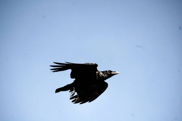 Ένα Χαμηλό Πλάνο Ενός Μαύρου Κορακιού Που Πετά Στον Γαλάζιο — Φωτογραφία Αρχείου