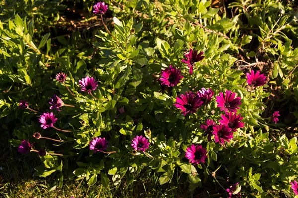 Μοβ Λουλούδια Στον Κήπο Μια Ηλιόλουστη Μέρα — Φωτογραφία Αρχείου