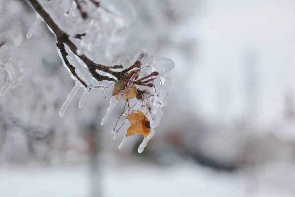 Frozen Tree Branches Park Winter — Stock Photo, Image