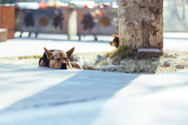 Hund Som Ligger Marken Parken — Stockfoto