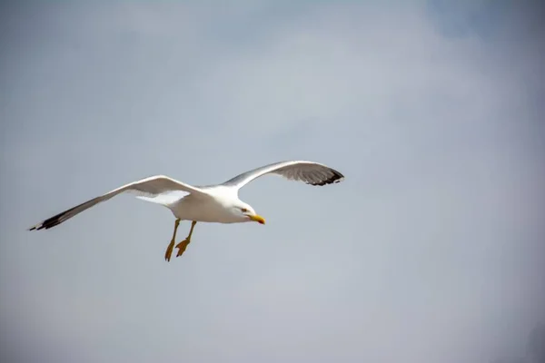 Uma Gaivota Branca Voando Céu Durante Dia — Fotografia de Stock