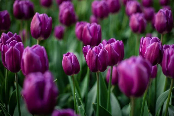 Избирательный Снимок Фиолетовых Тюльпанов Цветущих Поле — стоковое фото