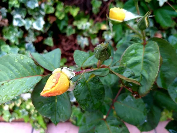 Die Gelbe Rosenknospe Garten — Stockfoto