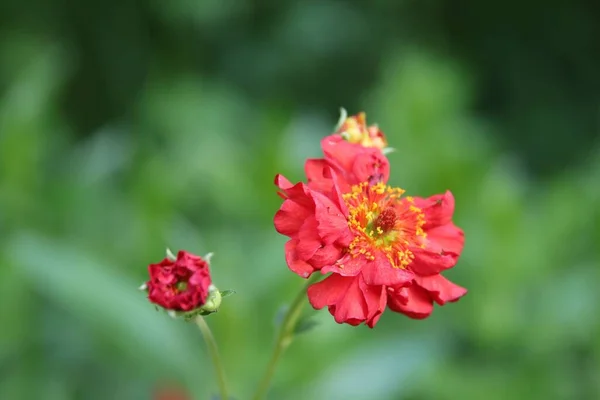 Kırmızı Çiçeğin Seçici Odak Noktası Arka Planda Bulanık Otlar — Stok fotoğraf