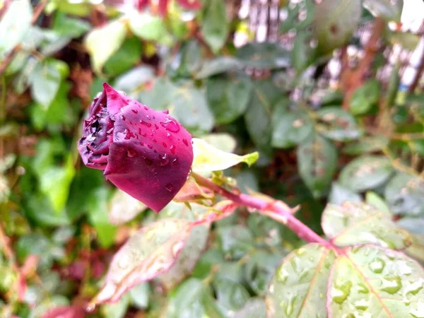 Κόκκινο Τριαντάφυλλο Μπουμπούκι Στον Κήπο — Φωτογραφία Αρχείου