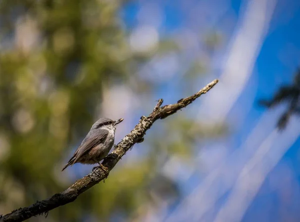 Eine Selektive Fokusaufnahme Eines Königsvogels Auf Einem Ast — Stockfoto