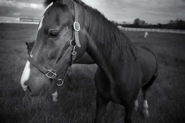 Een Close Grijze Schaal Schot Van Paarden Schuur Onder Een — Stockfoto