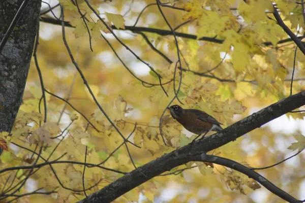 Sonbaharda Bir Ağaç Dalında Robin Yakın Plan Çekimi — Stok fotoğraf