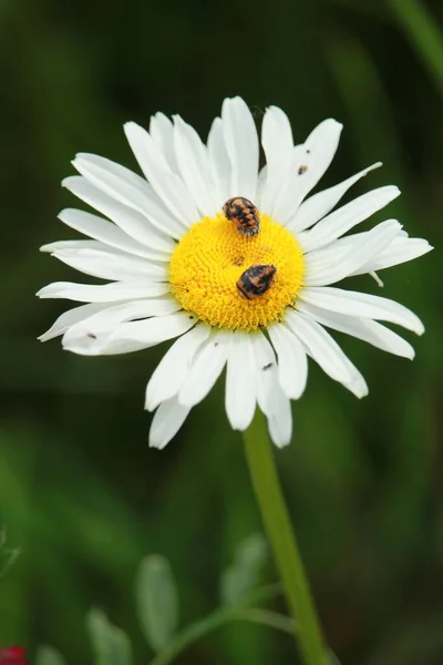 Gros Plan Une Marguerite Avec Deux Petits Insectes Dessus — Photo