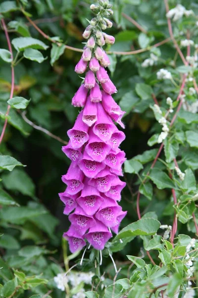 Μια Κάθετη Επιλεκτική Φωτογραφία Του Λουλουδιού Foxglove Στη Φύση Στο — Φωτογραφία Αρχείου