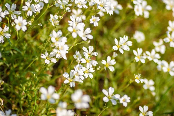 Gros Plan Des Fleurs Blanches Par Une Journée Ensoleillée — Photo