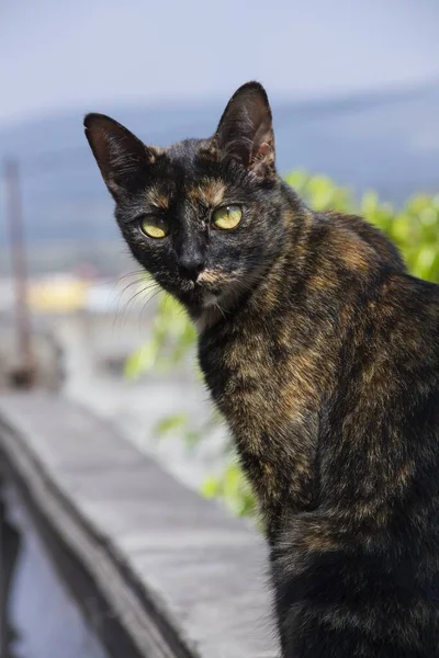 ภาพโฟก อกของแมวท างเปล าและส าตาลท ตาส — ภาพถ่ายสต็อก