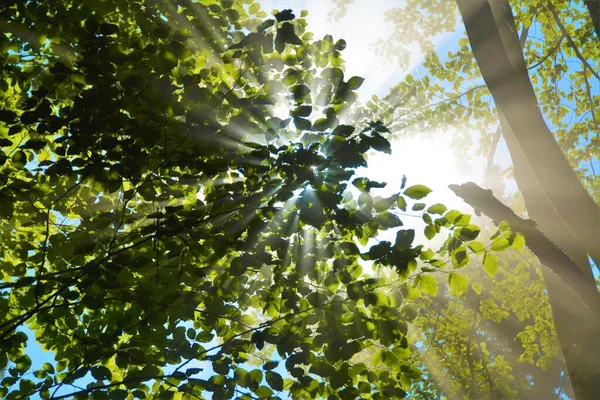 Een Lage Hoek Van Zon Schijnt Door Prachtige Bladeren Takken — Stockfoto