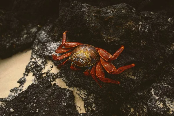 Disparo Trapo Cangrejo Sobre Las Rocas —  Fotos de Stock