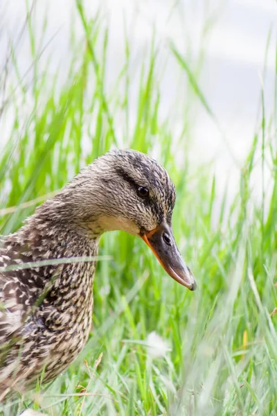 Eine Vertikale Nahaufnahme Des Kopfes Einer Ente Mit Grünem Gras — Stockfoto