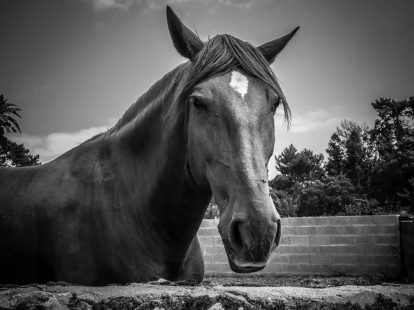 Primer Plano Escala Grises Caballo Tierras Cultivo Valladas —  Fotos de Stock