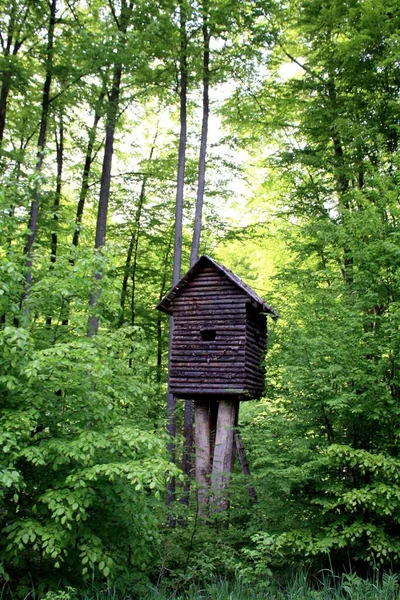 Vertikale Hitze Einer Hütte Auf Beinen Wald — Stockfoto