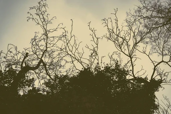 Primo Piano Basso Angolo Alberi Sotto Cielo Buio Nuvoloso — Foto Stock