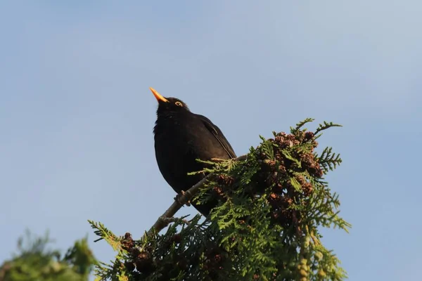 Low Angle Shot Blackbird Sitting Top Tree Branch — Stock Photo, Image