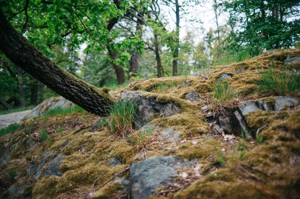 체코의 니스에 공원의 아름다운 — 스톡 사진