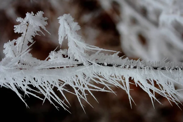 가지에 얼음이 형성되는 모습을 클로즈업 — 스톡 사진
