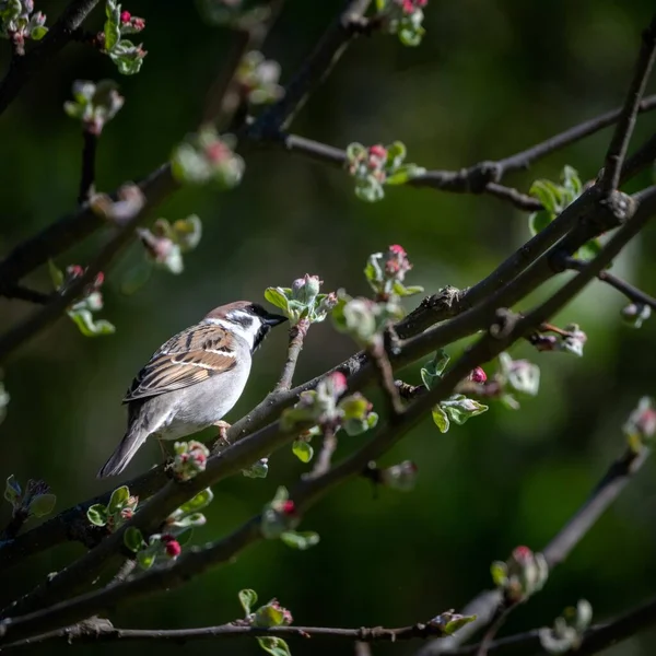 Selective Focus Shot Kingbird Tree Branch — Stock Photo, Image