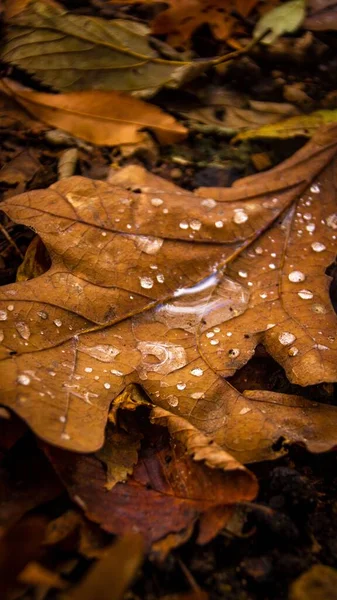Macro Shot Yellowed Leaf Raindrops Blurry Background — Stock Photo, Image