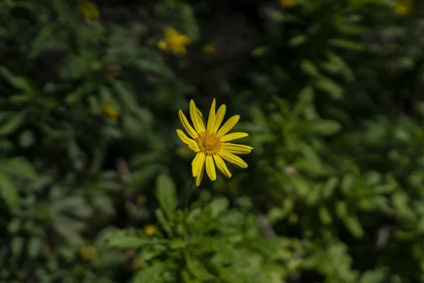 Único Amarelo Vulgaris Com Fundo Borrado — Fotografia de Stock