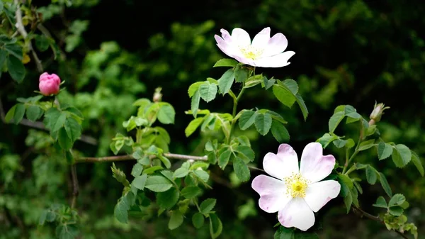 Closeup Shot Glaucous Dog Rose Garden — Stock Photo, Image