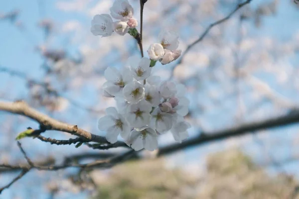 Kwiaty Gałęziach Kwitnącego Drzewa Przeciwko Błękitnemu Niebu Toronto Kanada — Zdjęcie stockowe