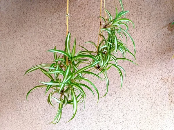 Las Plantas Verdes Colgadas Por Pared —  Fotos de Stock