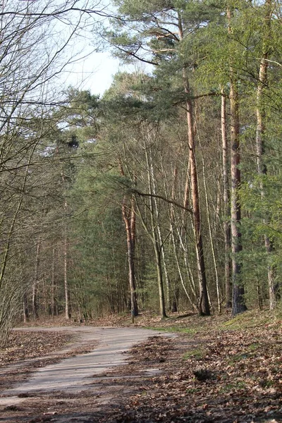 Plan Vertical Une Route Dans Forêt — Photo