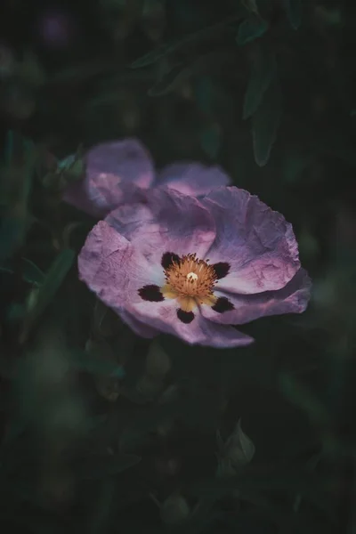 可愛い紫色の花の垂直ショット — ストック写真